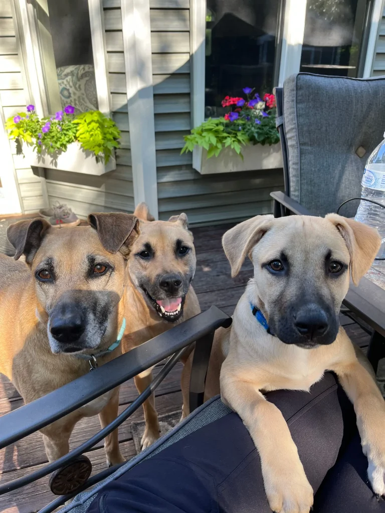 Dogs